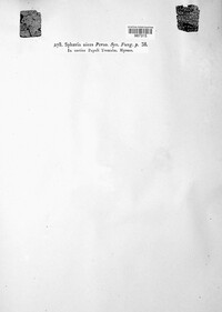 Cytospora nivea image